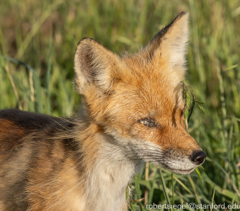 red fox